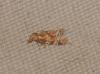 Aethes piercei